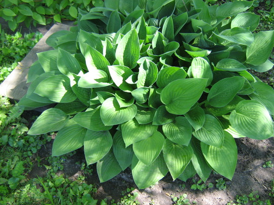 Hosta sieboldiana