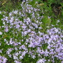 Phlox subulata