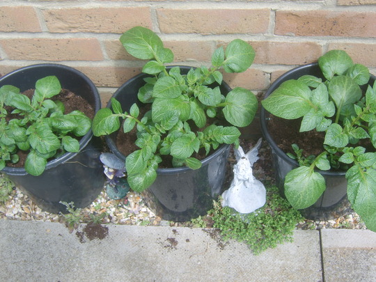 Potatoes