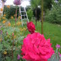 2008_may_flowers_and_claud_004