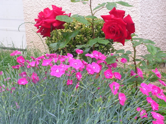 2008_May_flowers_and_claud_010.jpg