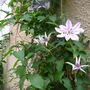 2008_may_flowers_and_claud_008