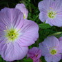 Oenothera speciosa