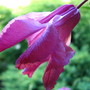 5-25-08_tropical_bed_018