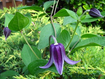 clematis  'fascination'
