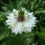 Nigella damascena