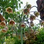 Nectaroscordum