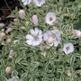 Silene