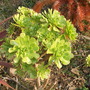aeonium arboreum (aeonium arboreum)