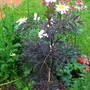 Sambucus