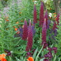 Lupins at Chelsea Flower Show