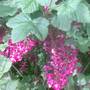 What_blossom_2
