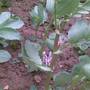What_plant