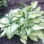 hosta 'on stage'