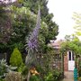 Echium Pininana "Pink Fountain" - affectionately known as "the Trifid" by my Wife.