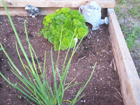 Herb garden