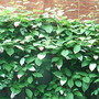Actinidia_kolomikta