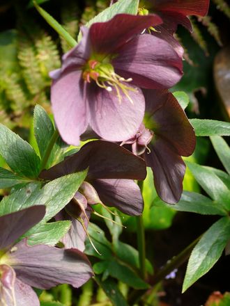 Hellebores in Spring