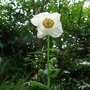Meconopsis_betonicifolia__alba_