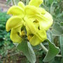 Phlomis fruticosa