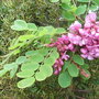 Robinia hispida