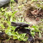 Viola 'Molly Sanderson' in Vistabile Rockery 05.08 (Viola)