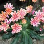 Lewisia_cotyledon_mm