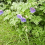 Geranium (Cranesbill) 'Johnson's Blue' in Lobby Border,Vistabile 05.08 (Geranium (Vistabile))