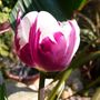 Tulips_april_2007_012