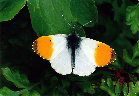 Orange Tip Butterfly