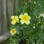 Iris_4