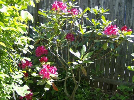Rhododendron - Back Garden
