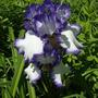 Iris_6
