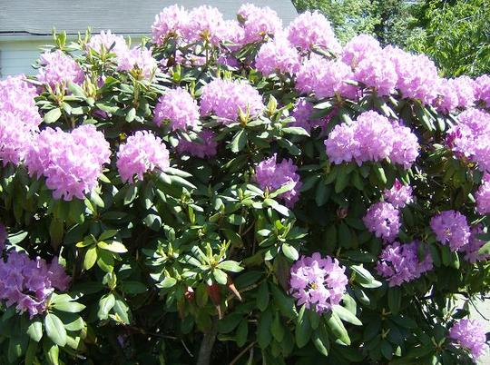 Rhododendron 