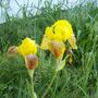 Iris_8