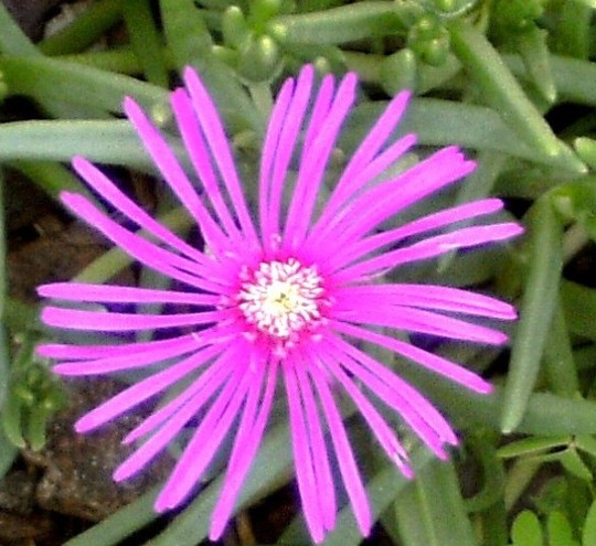 Hardy Ice plant Delosperma Cooperi (Delosperma cooperi (Hardy Ice Plant))