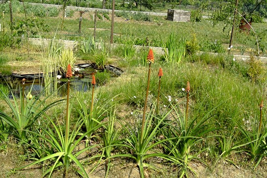 Knophofia (Kniphofia uvaria (Red Hot Poker))