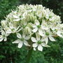 Allium nigrum (Allium nigrum)