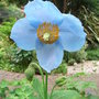 Meconopsis betonicifolia (Meconopsis betonicifolia)