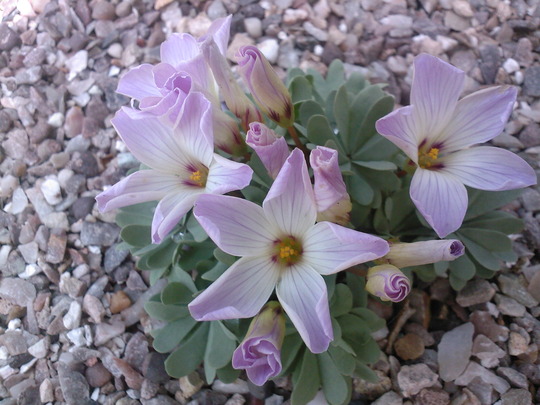 oxalis (oxalis adenophylla)