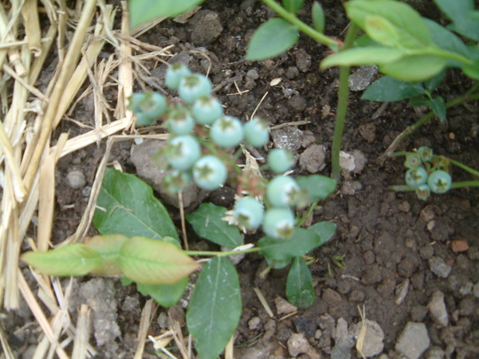 blueberries