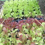 Dscf0047