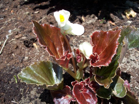 Bronze begonia