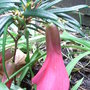 Philesia_magellanica_-_close-up