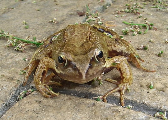 Frog 1