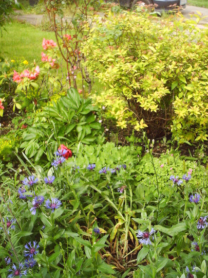 cornflowers.jpg