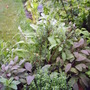 Herbs_pot