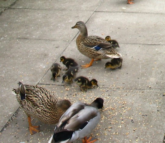 Ducks and ducklings at Rutland Water Nursery