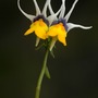 Nemesia