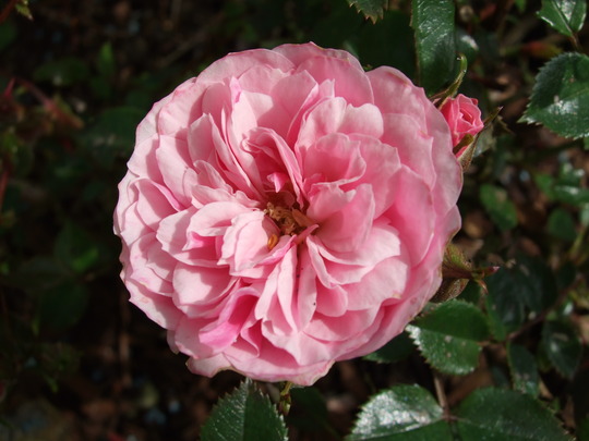 Miniature Rose